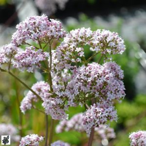 Valeriana officinalis Distillate