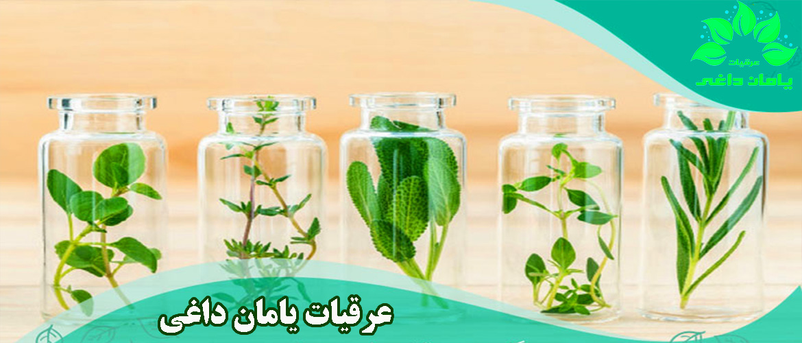 عرقیات منحصر به فرد یامان داغی خراسان شمالی